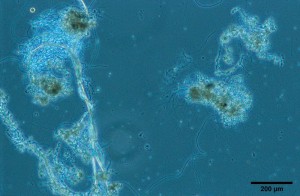 Floc Forming and Filamentous Bacteria in an Aerated Stabilization Basin