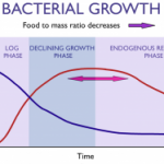 Bacterial growth curve