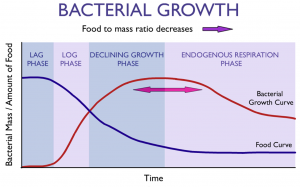 Bacterial growth curve