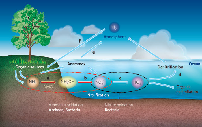 Maintaining Nitrification During Cold Weather