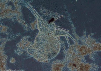 Microscopic image of Water Flea