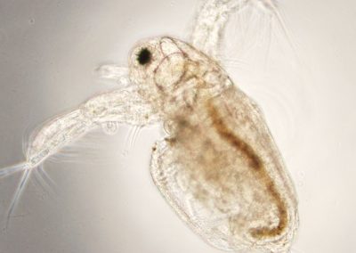 Microscopic image of a water flea.