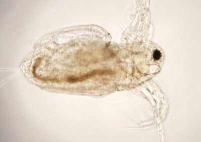 Microscopic image of a water flea.