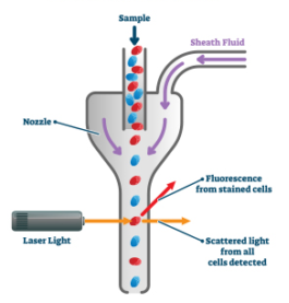 Flow Cytometry in Wastewater Treatment